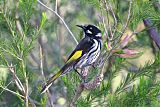 New Holland Honeyeaterborder=